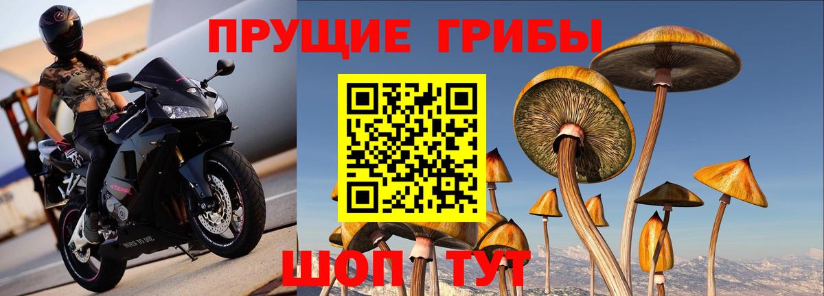 где найти наркотики  Псилоцибиновые грибы Psilocybine cubensis  Курчалой  Вход с VPN  Псилоцибиновые грибы Magic Shrooms 